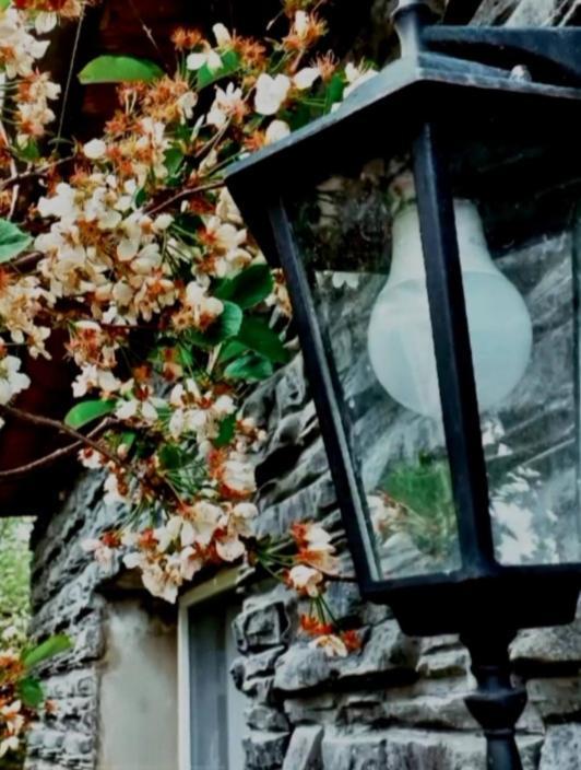 Cherry House كازباجي المظهر الخارجي الصورة